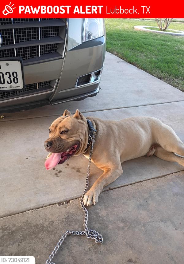 Lost Male Dog last seen Amherst street, Lubbock, TX 79403