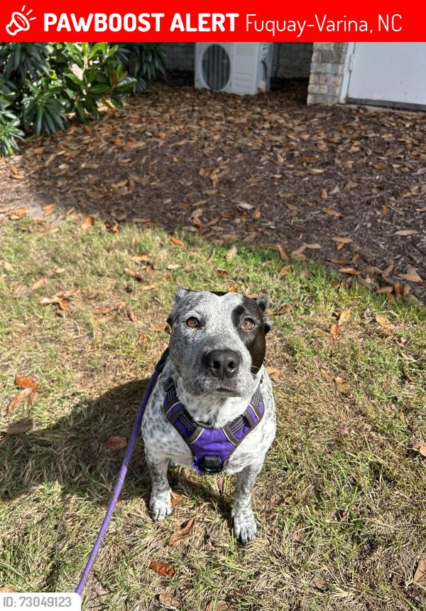 Lost Female Dog last seen James Slaughter Rd, Fuquay-Varina, NC 27526