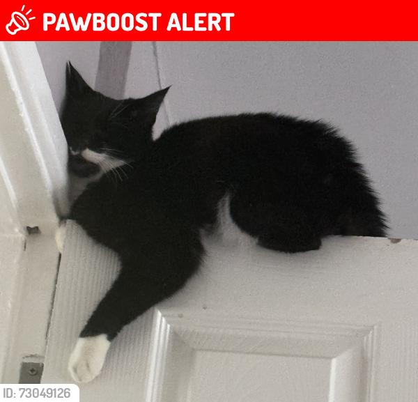 Lost Female Cat last seen Fernhill 245, Mountain Ash, Rhondda Cynon Taff, Wales CF45 3EL