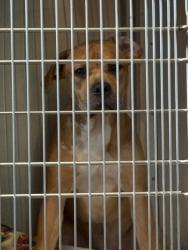 Shelter Stray Unknown Dog last seen Near stonegate point, 30083, GA, 3280 Chamblee Dunwoody Rd, Chamblee, GA 30341, USA