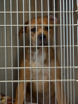 Shelter Stray Unknown Dog last seen Near stonegate point, 30083, GA, 3280 Chamblee Dunwoody Rd, Chamblee, GA 30341, USA