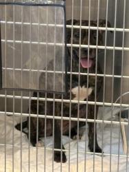 Shelter Stray Female Dog last seen Near stonegate point, 30083, GA, 3280 Chamblee Dunwoody Rd, Chamblee, GA 30341, USA