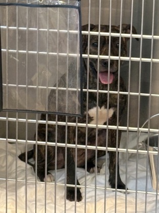Shelter Stray Female Dog last seen Near stonegate point, 30083, GA, 3280 Chamblee Dunwoody Rd, Chamblee, GA 30341, USA
