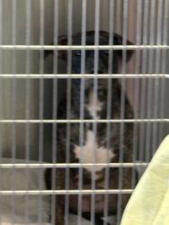 Shelter Stray Female Dog last seen Near stonegate point, 30083, GA, 3280 Chamblee Dunwoody Rd, Chamblee, GA 30341, USA