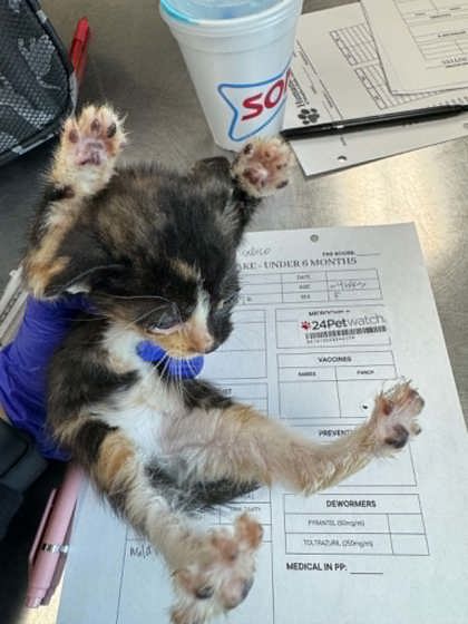 Shelter Stray Female Cat last seen Under Car 38114, Memphis, TN, 935 Farm Rd, Memphis, TN 38134, USA