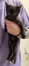 Shelter Stray Female Cat last seen Near Creekford Drive, Lithonia 30058, 30058, GA, 3280 Chamblee Dunwoody Rd, Chamblee, GA 30341, USA