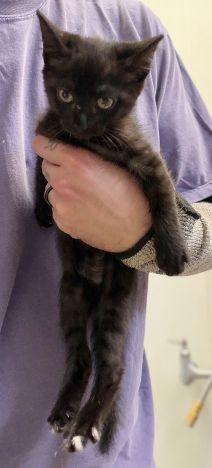 Shelter Stray Female Cat last seen Near Creekford Drive, Lithonia 30058, 30058, GA, 3280 Chamblee Dunwoody Rd, Chamblee, GA 30341, USA
