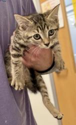 Shelter Stray Male Cat last seen Near Creekford Drive, Lithonia 30058, 30058, GA, 3280 Chamblee Dunwoody Rd, Chamblee, GA 30341, USA