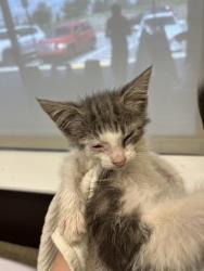 Shelter Stray Female Cat last seen Near Dodson Drive Connector, Atlanta, GA, 1251 Fulton Industrial Blvd NW, Atlanta, GA 30336, USA