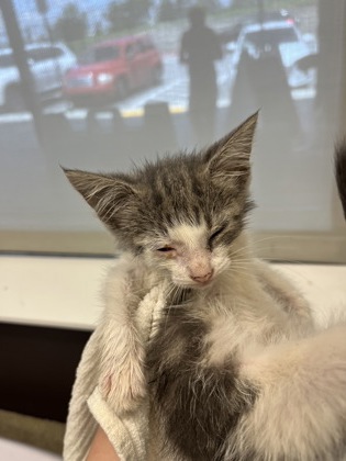Shelter Stray Female Cat last seen Near Dodson Drive Connector, Atlanta, GA, 1251 Fulton Industrial Blvd NW, Atlanta, GA 30336, USA