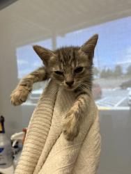 Shelter Stray Female Cat last seen Near Dodson Drive Connector, Atlanta, GA, 1251 Fulton Industrial Blvd NW, Atlanta, GA 30336, USA