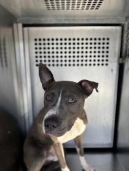 Shelter Stray Male Dog last seen Near ESPLANADA ST, South District, TX, 355 Hillshire Dr, Haslet, TX 76052, USA