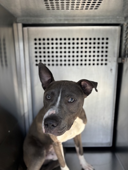 Shelter Stray Male Dog last seen Near ESPLANADA ST, South District, TX, 355 Hillshire Dr, Haslet, TX 76052, USA