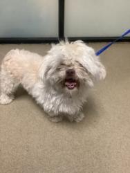 Shelter Stray Male Dog last seen Near Oak Grove Rd, South District, TX, 355 Hillshire Dr, Haslet, TX 76052, USA