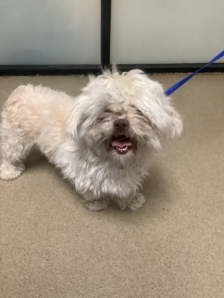 Shelter Stray Male Dog last seen Near Oak Grove Rd, South District, TX, 355 Hillshire Dr, Haslet, TX 76052, USA