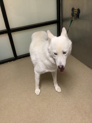 Shelter Stray Male Dog last seen Near McCart ave., South District, TX, 355 Hillshire Dr, Haslet, TX 76052, USA