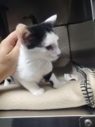 Shelter Stray Female Cat last seen Near Duns Tew Path, Colleyville, TX, 330 Rufe Snow Dr, Keller, TX 76248, USA