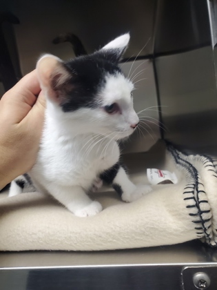 Shelter Stray Female Cat last seen Near Duns Tew Path, Colleyville, TX, 330 Rufe Snow Dr, Keller, TX 76248, USA
