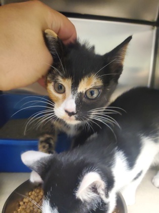 Shelter Stray Female Cat last seen Near Duns Tew Path, Colleyville, TX, 330 Rufe Snow Dr, Keller, TX 76248, USA