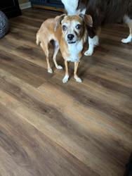 Lost Female Dog last seen Murray Hill Rd, Columbus, OH 43228