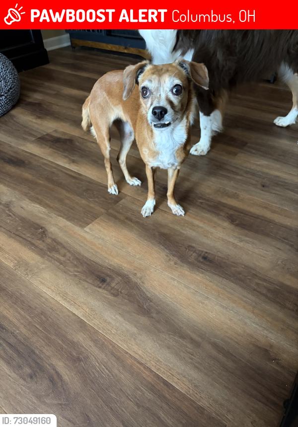 Lost Female Dog last seen Murray Hill Rd, Columbus, OH 43228