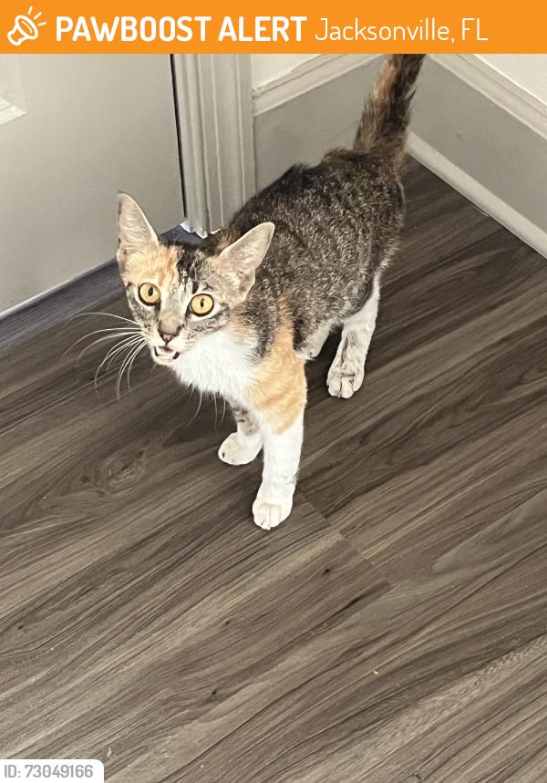 Found/Stray Female Cat last seen Near the Riverside YMCA, Jacksonville, FL 32204