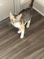 Found/Stray Female Cat last seen Near the Riverside YMCA, Jacksonville, FL 32204