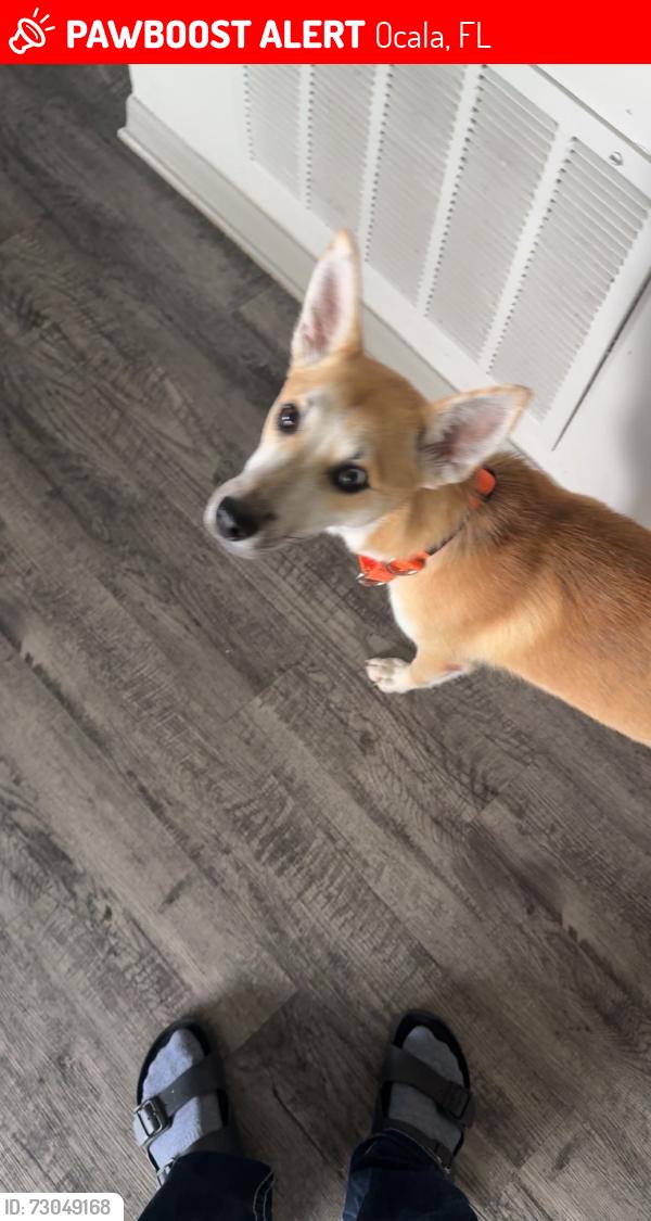 Lost Male Dog last seen Near , Ocala, FL 34474