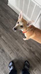 Lost Male Dog last seen Near , Ocala, FL 34474