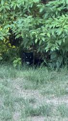 Found/Stray Unknown Cat last seen Belknap & Melendy, Hudson, NH 03051