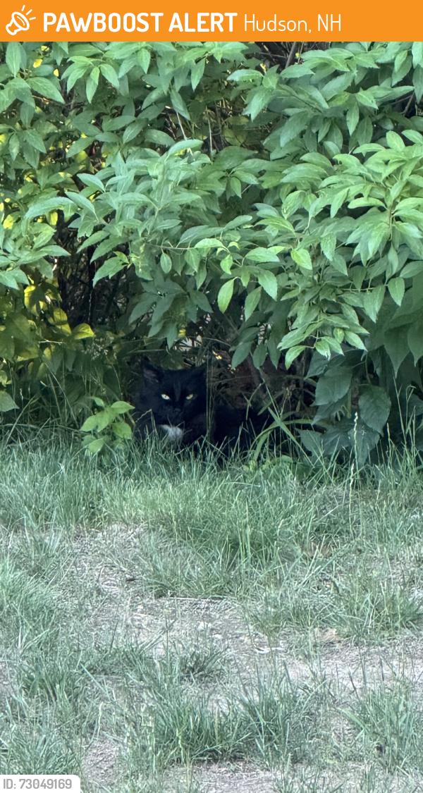 Found/Stray Unknown Cat last seen Belknap & Melendy, Hudson, NH 03051