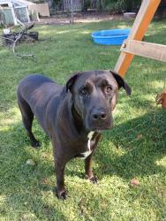 Lost Female Dog last seen Piney green and old 30, Jacksonville, NC 28546