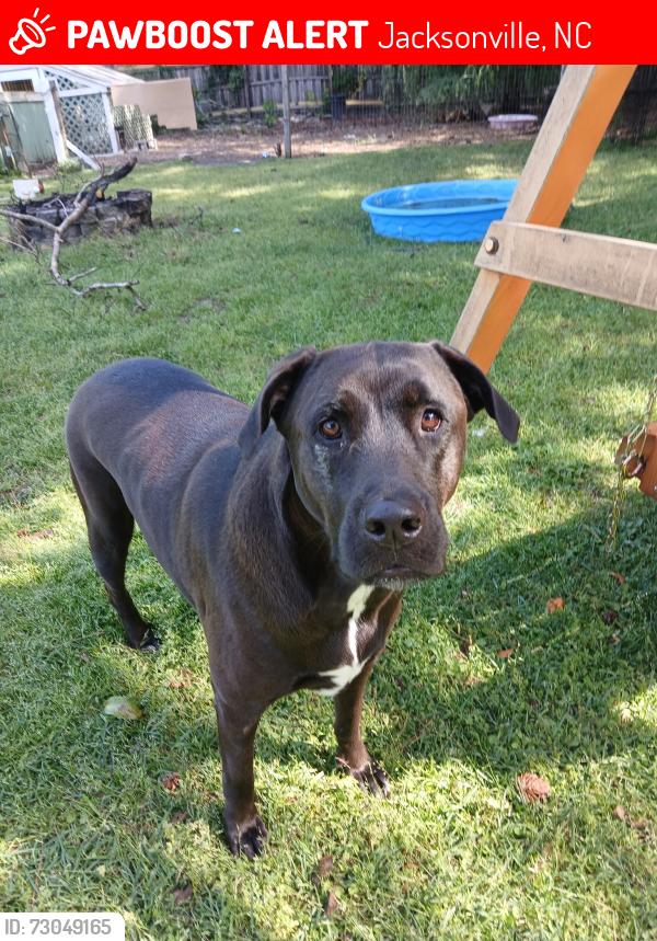 Lost Female Dog last seen Piney green and old 30, Jacksonville, NC 28546