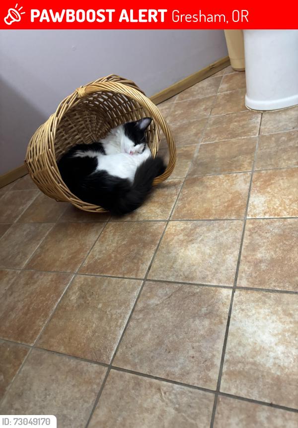 Lost Male Cat last seen Se 182 and se tibbetts st, Gresham, OR 97236