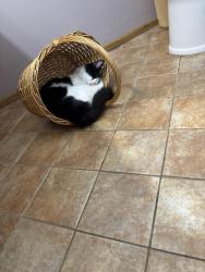 Lost Male Cat last seen Se 182 and se tibbetts st, Gresham, OR 97236
