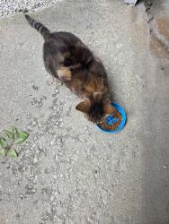 Found/Stray Female Cat last seen Fifer Street, Colfax, Colfax, IL 61728