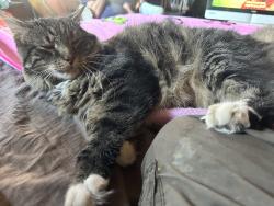 Lost Male Cat last seen Neil Run Creek, Hemlock Hollow Road off of Neil Run Road, Susquehanna Trails, PA 17314