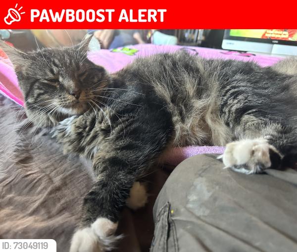 Lost Male Cat last seen Neil Run Creek, Hemlock Hollow Road off of Neil Run Road, Susquehanna Trails, PA 17314