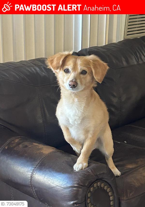 Lost Male Dog last seen danbrook and knott ave, Anaheim, CA 92804