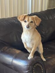 Lost Male Dog last seen danbrook and knott ave, Anaheim, CA 92804