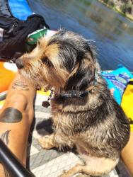 Reunited Female Dog last seen Salt River, Salt River, AZ 85213