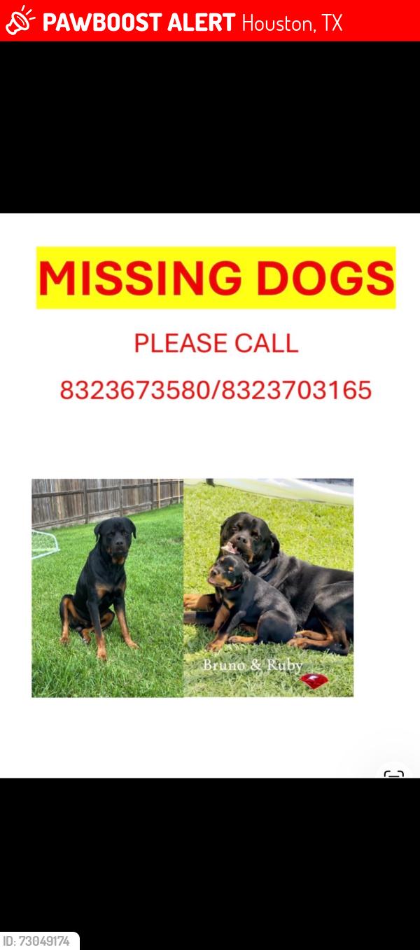 Lost Male Dog last seen Hirsh& Hopper, Houston, TX 77016