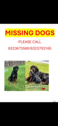 Lost Male Dog last seen Hirsh& Hopper, Houston, TX 77016