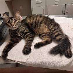 Shelter Stray Female Cat last seen Near Catalina Street, SAN LEANDRO, CA, 94577, 8323 Baldwin St, Oakland, CA 94621, USA