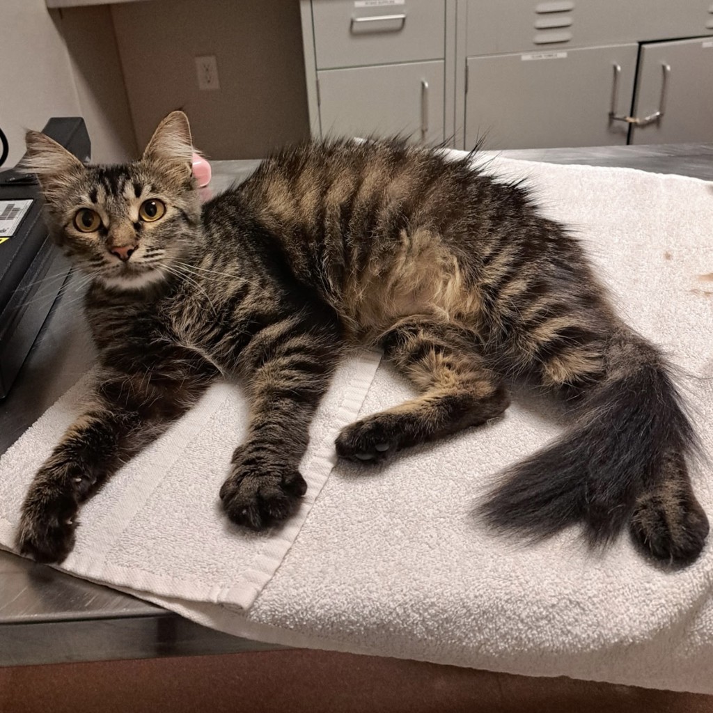 Shelter Stray Female Cat last seen Near Catalina Street, SAN LEANDRO, CA, 94577, 8323 Baldwin St, Oakland, CA 94621, USA
