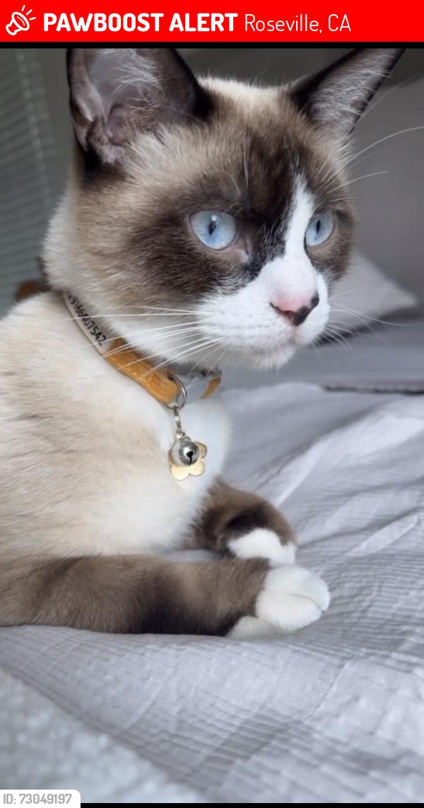 Lost Male Cat last seen Blue oaks Boulevard, Roseville, CA 95747