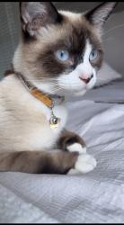 Lost Male Cat last seen Blue oaks Boulevard, Roseville, CA 95747