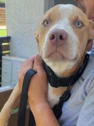 Found/Stray Female Dog last seen McDonald's on Arkansas , McRae, AR 72102