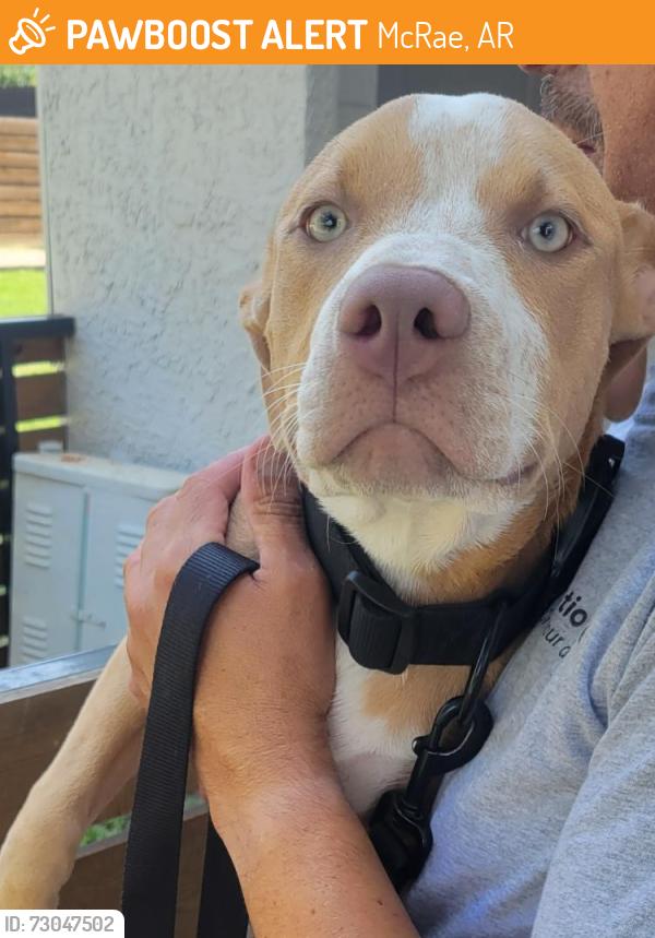 Found/Stray Female Dog last seen McDonald's on Arkansas , McRae, AR 72102