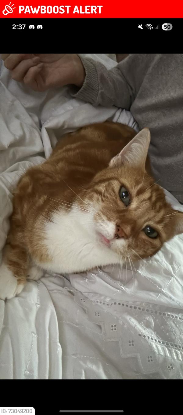 Lost Female Cat last seen Victoria Street, Rhondda Cynon Taff, Wales CF45 3AF